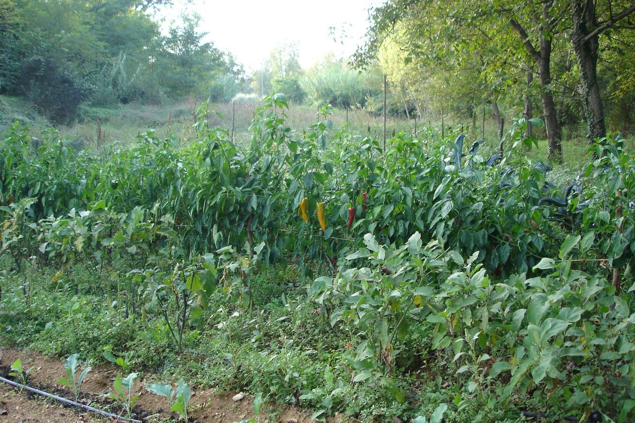 Agriturismo Casale Sera Fontana Liri Exteriör bild
